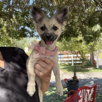 Sparkle -  Papillon and Chihuahua Dog for Adoption in Temecula, California - Sparkle | PetCurious