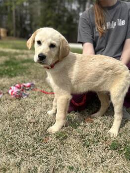 Great Pyrenees Dogs Available for Adoption in Locust Fork, Alabama - Coconut | PetCurious
