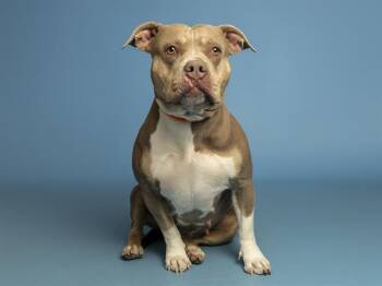 Pit Bull Terrier Dogs Available for Adoption in Phoenix, Arizona - KLOE | PetCurious