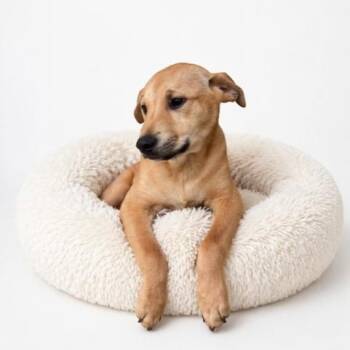 Shiba Inu Dogs Available for Adoption in San Andreas, California - Jasper | PetCurious