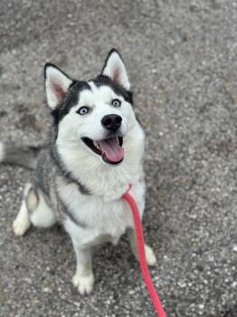Husky Dogs Available for Adoption in Benton Harbor, Michigan - Penny | PetCurious