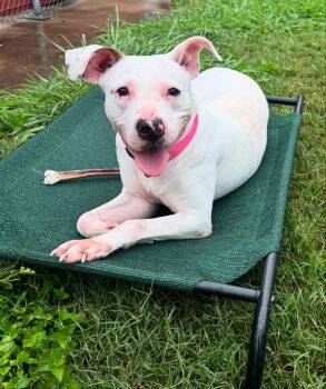 Rescue Dogo Argentino Dogs for Adoption in Houston, Texas - Pearlee | PetCurious