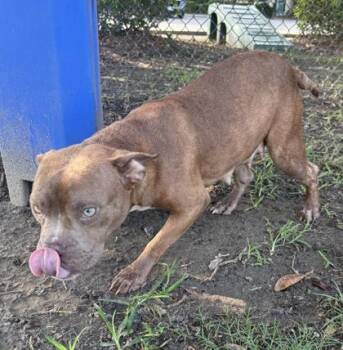 Ren -  Pit Bull Terrier and Mixed Breed Dog for Adoption in Conway, South Carolina - Ren | PetCurious