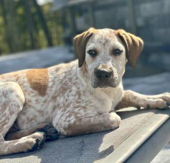 Jameson -  Labrador Retriever and Hound Dog for Adoption in Greenlawn, New York - Jameson | PetCurious