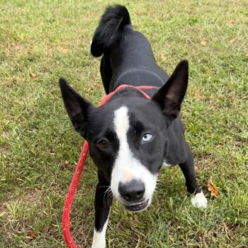 Comet -  Mixed Breed Dog for Adoption in Newark, New Jersey - Comet | PetCurious