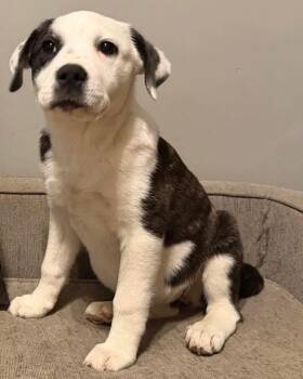 American Bulldog Dogs Available for Adoption - MUGs | PetCurious