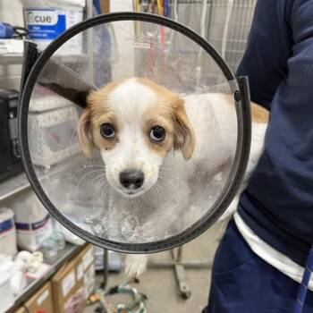 Terrier Dogs Available for Adoption - Luna | PetCurious