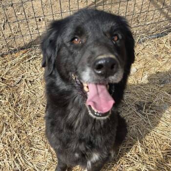 Husky and Labrador Retriever Dogs Available for Adoption - Rainybow (20240211-03) | PetCurious