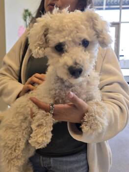 Poodle Dogs Available for Adoption in Manteca, California - Tofu | PetCurious
