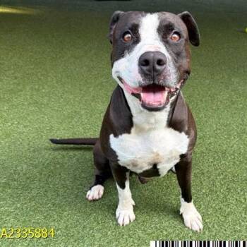 Mantis -  Mixed Breed Dog for Adoption in West Palm Beach, Florida - Mantis | PetCurious