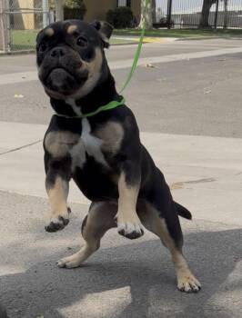 Prudence -  French Bulldog and Rottweiler Dog for Adoption in Ventura, California - Prudence | PetCurious