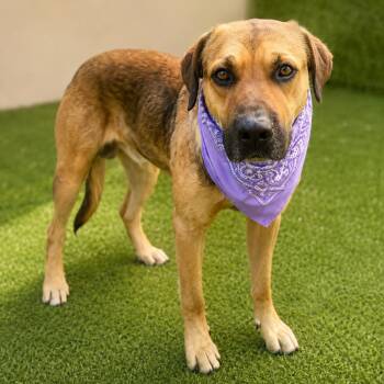 Houston -  Black Mouth Cur and Mixed Breed Dog for Adoption in Houston, Texas - Houston | PetCurious