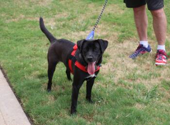 Gracie May -  Mixed Breed Dog for Adoption in Pflugerville, Texas - Gracie May | PetCurious