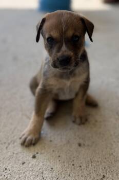 Jasmine -  Australian Cattle Dog Blue Heeler and Labrador Retriever Dog for Adoption in The Woodlands, Texas - Jasmine | PetCurious