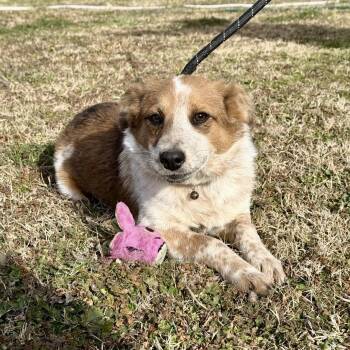 Australian Cattle Dog Blue Heeler Dogs Available for Adoption - Remmy  | PetCurious