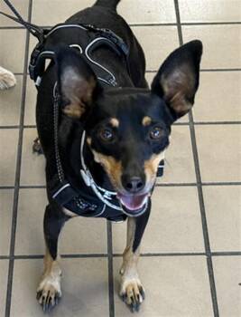MAX -  Chihuahua and Mixed Breed Dog for Adoption in Burbank, California - MAX | PetCurious