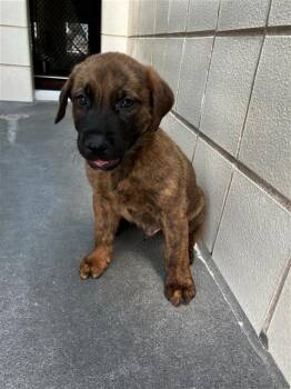 CHURRO -  Dutch Shepherd Dog for Adoption in Corpus Christi, Texas - CHURRO | PetCurious