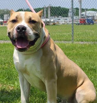Staffordshire Bull Terrier Dogs Available for Adoption - Oatmeal | PetCurious