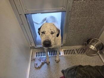 Chocolate Chip -  Dalmatian Dog for Adoption in Hamilton, Montana - Chocolate Chip | PetCurious