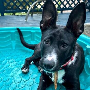 Black Labrador Retriever and Mixed Breed Dogs Available for Adoption in Olathe, Kansas - Tux | PetCurious