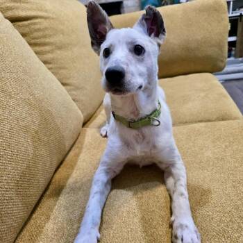 Australian Cattle Dog Blue Heeler Dogs Available for Adoption in Oak Point, Texas - Jingle | PetCurious