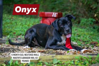 Onyx -  Labrador Retriever and Mastiff Dog for Adoption in Sevierville, Tennessee - Onyx | PetCurious