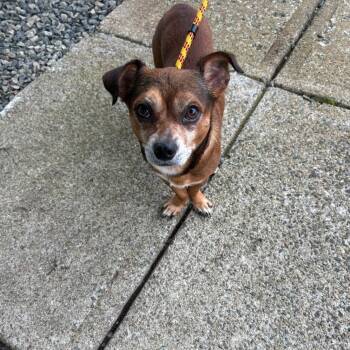 Rescue Chihuahua and Shih Tzu Dogs for Adoption in Warwick, Rhode Island - Ace | PetCurious