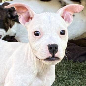 NY Poe avail Jul 3 (Rev250 Patterson NY) -  Boxer and American Bulldog Dog for Adoption in Stormville, New York - NY Poe Avail Jul 3 (Rev250 Patterson NY) | PetCurious