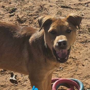 Rescue Shiba Inu Dogs for Adoption in Midland, Texas - Theo | PetCurious