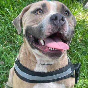 Cookie -  Bulldog and English Bulldog Dog for Adoption in San Antonio, Texas - Cookie | PetCurious