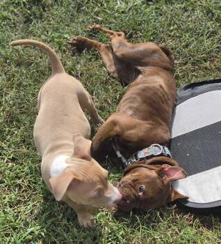 Tumbleweed - Laura -  Terrier Dog for Adoption in Lakeland, Florida - Tumbleweed - Laura | PetCurious