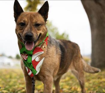 Rescue Australian Cattle Dog Blue Heeler Dogs for Adoption in Olympia, Washington - Ruby | PetCurious