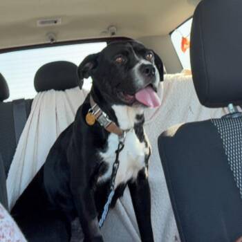 Black Labrador Retriever Dogs Available for Adoption - Bella | PetCurious