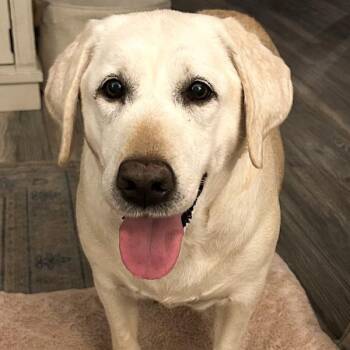 Yellow Labrador Retriever Dogs Available for Adoption - Macer | PetCurious