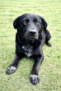 Labrador Retriever Dogs Available for Adoption in Maryville, Tennessee - Persephone | PetCurious