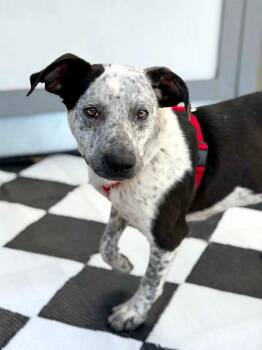 Cattle Dog and Mixed Breed Dogs Available for Adoption in Savage, Minnesota - Noah - Foster To Adopt | PetCurious
