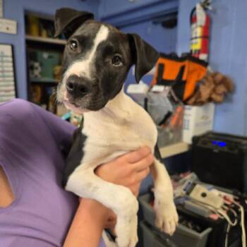 Rescue Mixed Breed Dogs for Adoption in Cape Girardeau, Missouri - Oliver | PetCurious