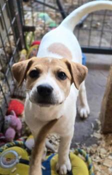 Delta Puppy -  Terrier Dog for Adoption in Princeton, Massachusetts - Delta Puppy | PetCurious