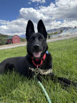 Kita -  German Shepherd Dog Dog for Adoption in Ridgway, Colorado - Kita | PetCurious