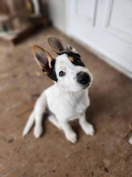 Terrier Dogs Available for Adoption in New London, Wisconsin - Falcon | PetCurious
