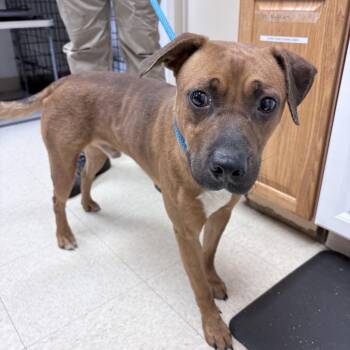 Georgie -  Mixed Breed Dog for Adoption in Ashtabula, Ohio - Georgie | PetCurious
