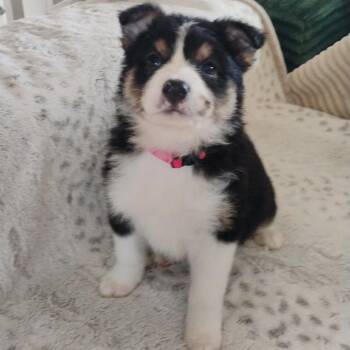 Mixed Breed Dogs Available for Adoption - Trixie | PetCurious