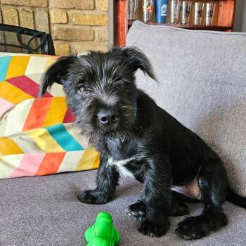 Carly -  Schnauzer and Wirehaired Terrier Dog for Adoption in Corpus Christi, Texas - Carly | PetCurious