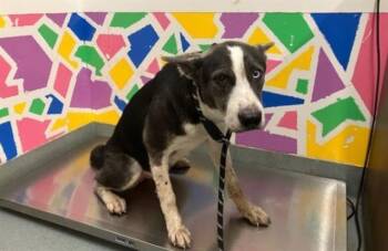 SWEETUMS -  Border Collie and Mixed Breed Dog for Adoption in Baytown, Texas - SWEETUMS | PetCurious