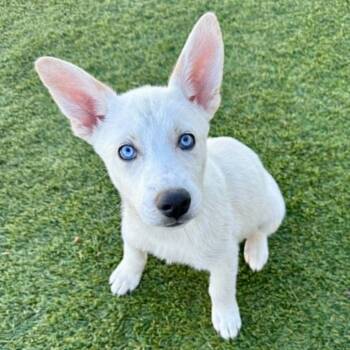 Denali -  Husky Dog for Adoption in Las Vegas, Nevada - Denali | PetCurious