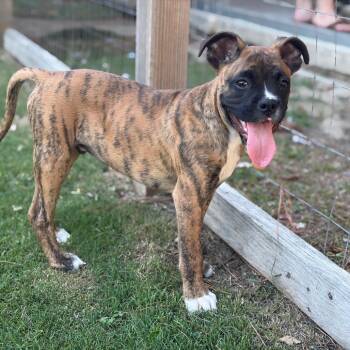 Bartholomew -  Boxer Dog for Adoption in Beulaville, North Carolina - Bartholomew | PetCurious