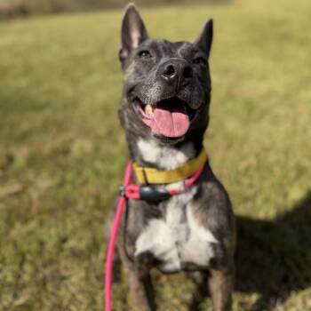 Raja -  Dutch Shepherd Dog for Adoption in Pearland, Texas - Raja | PetCurious