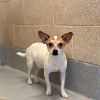 Blancita -  Chihuahua and Mixed Breed Dog for Adoption in Bend, Oregon - Blancita | PetCurious