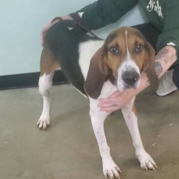 Rescue Treeing Walker Coonhound Dogs for Adoption in Franklin, North Carolina - Jake | PetCurious