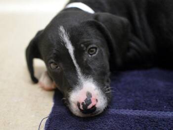 Beach Ball -  Bull Terrier and Labrador Retriever Dog for Adoption in Portland, Oregon - Beach Ball | PetCurious